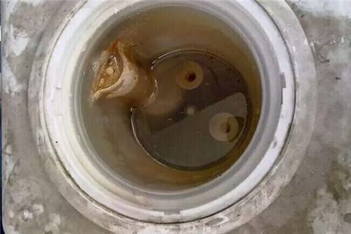 飲水機不清洗 飲水機不清洗